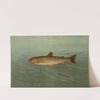 The Rocky Mountain Trout, Salmo mykiss. by John L. Petrie