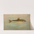 The Rocky Mountain Whitefish, Coregonus williamsoni. (1898) by John L. Petrie