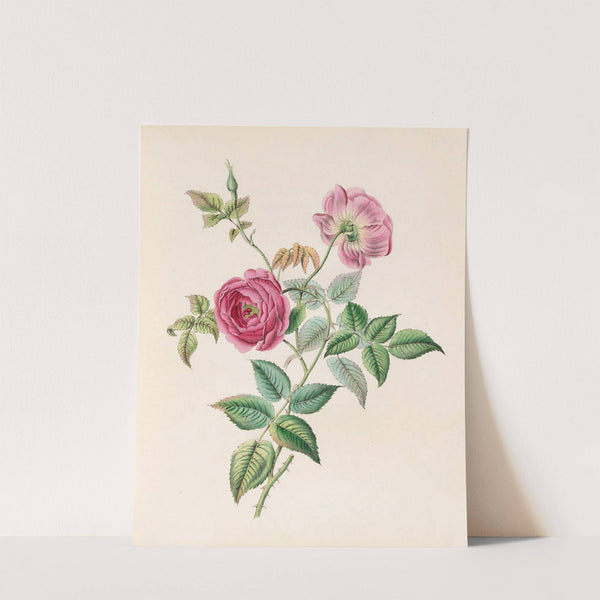 The Rose by James Ackerman