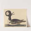The Round Crested Duck (Mergus cucullatus) by Mark Catesby