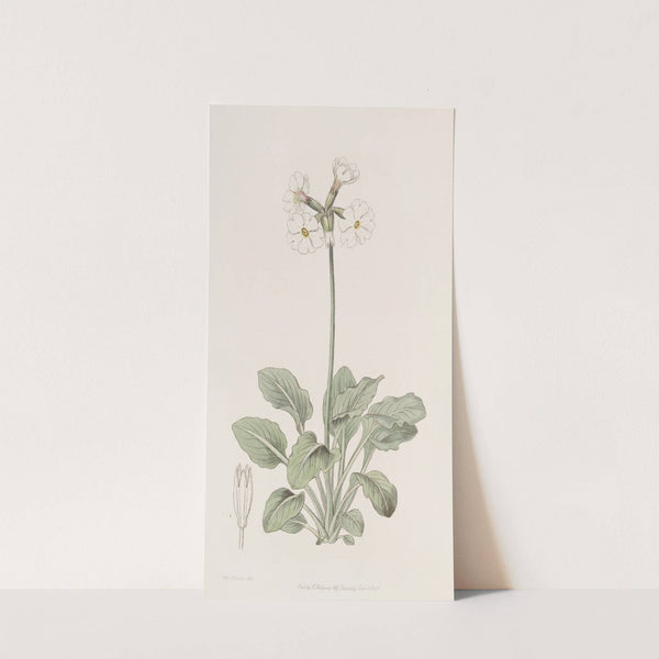 The ruffed Primrose by Sydenham Edwards