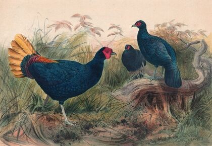The Rufous-Tailed Pheasant