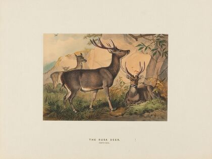 The Rusa Deer