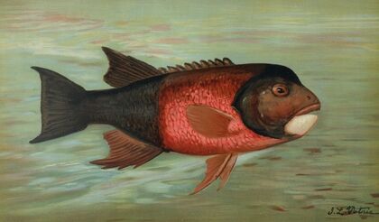 The Sacramento Pike, Squaw’s-fish or Yellow belly, Ptychocheilus oregonensis.