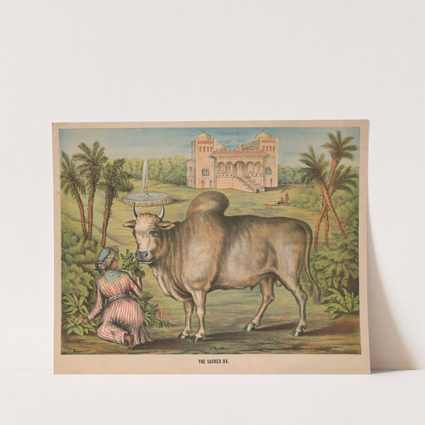 The sacred ox (1874) by Gibson &amp; Co. Lith