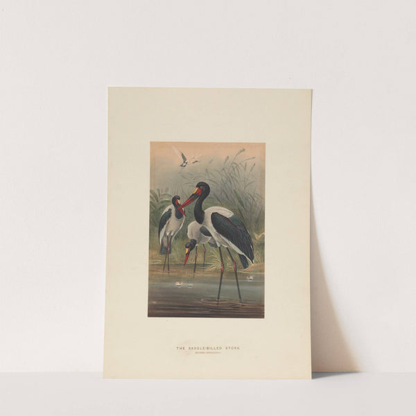 The Saddle-billed Stork by Joseph Wolf