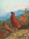 The Satyr Tragopan (1918-1922)