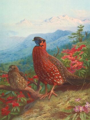 The Satyr Tragopan (1918-1922)