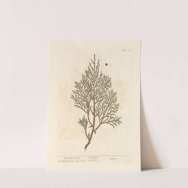 The savine tree by Elizabeth Blackwell