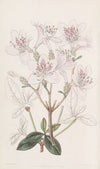 The scaly Azalea