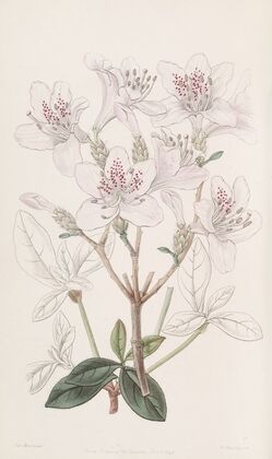 The scaly Azalea