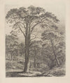 The Scotch Fir at Dunmore
