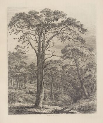 The Scotch Fir at Dunmore
