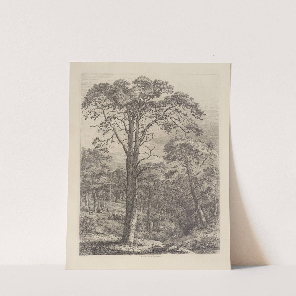 The Scotch Fir at Dunmore by Jacob George Strutt