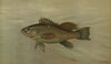 The Sea Bass, Centropristes striatus.