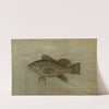 The Sea Bass, Centropristes striatus. by John L. Petrie
