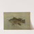 The Sea Bass, Centropristes striatus. by John L. Petrie