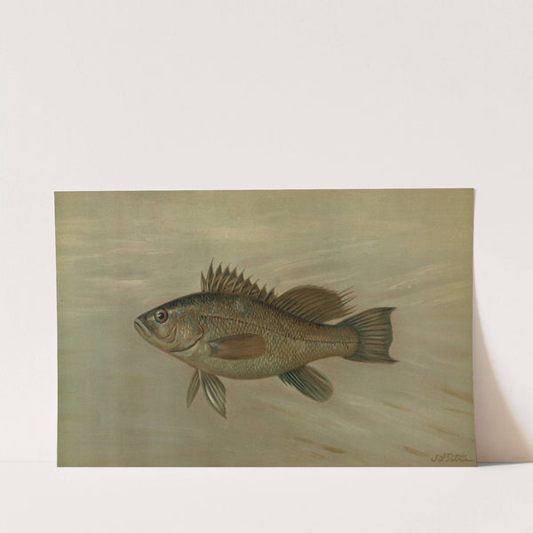 The Sea Bass, Centropristes striatus. by John L. Petrie