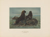 The Sea-bear
