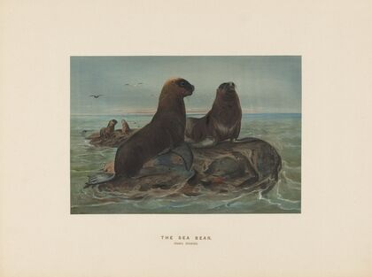 The Sea-bear
