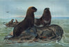 The Sea Bear