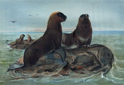 The Sea Bear
