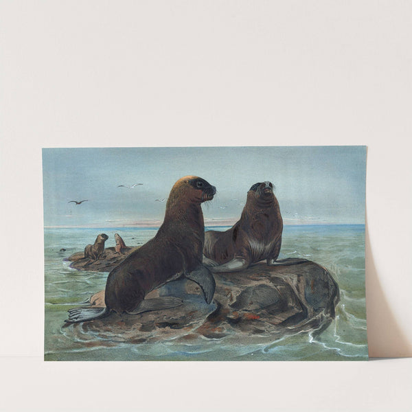 The Sea Bear by Joseph Wolf