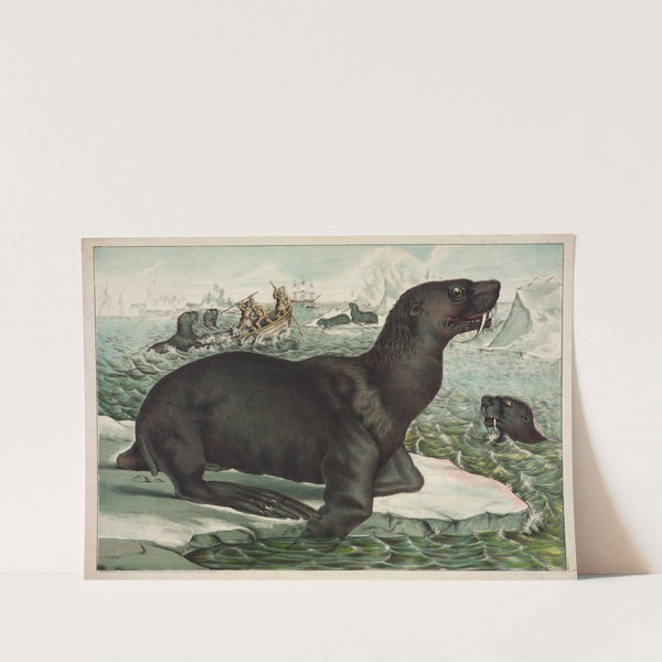 The sea lion (1874) by Gibson &amp; Co. Lith