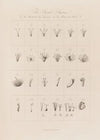 The Sexual System As illustrated by Linnaeus in his Botanical Works (1799–1810)