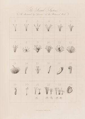 The Sexual System As illustrated by Linnaeus in his Botanical Works (1799–1810)