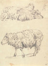 The Shearing