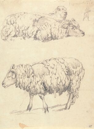 The Shearing