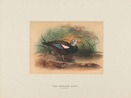 The Shielded Duck
