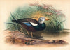 The Shielded Duck