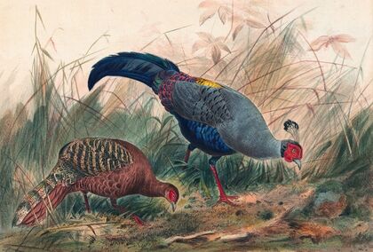The Siamese Pheasant