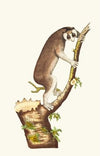 THE SLOW- PACED LEMUR