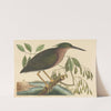 The Small Bittern (Ardea virescens) by Mark Catesby