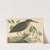 The Small Bittern (Ardea virescens) by Mark Catesby