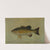 The Small-Mouthed Black Bass, Micropterus dolomieu. by John L. Petrie