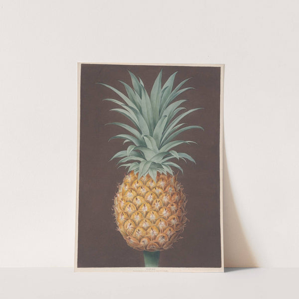 The Smooth Leaved Green Antigua Pine (1807) by George Brookshaw