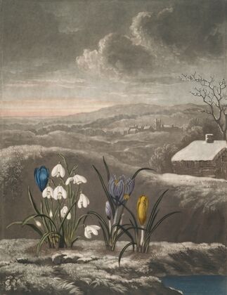The snowdrop