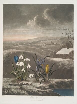 The Snowdrop