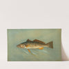 The Spanish Mackerel, Scomberomorus maculatus. (1898) by John L. Petrie