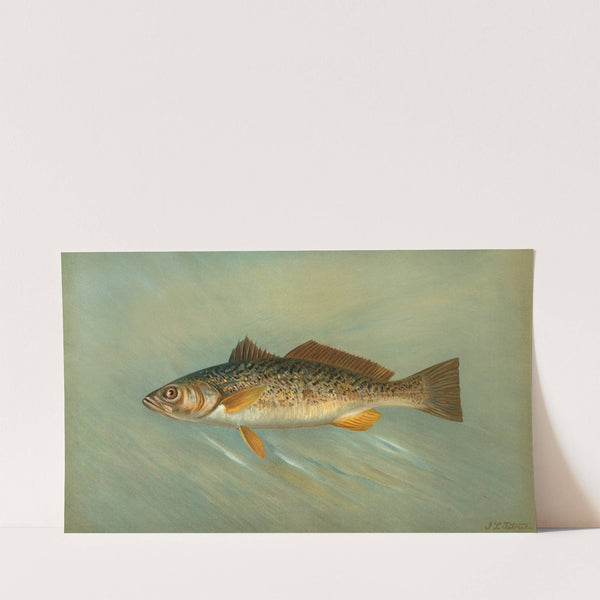 The Spanish Mackerel, Scomberomorus maculatus. (1898) by John L. Petrie