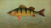The Spot, or Lafayette, Leiostomus xanthurus. (1898)
