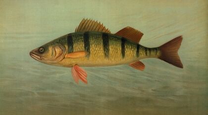 The Spot, or Lafayette, Leiostomus xanthurus. (1898)