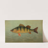 The Spot, or Lafayette, Leiostomus xanthurus. (1898) by John L. Petrie