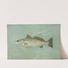 The Spotted Sea Trout, Cynoscion maculatum. by John L. Petrie