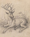 The Stag