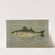 The Striped Bass, Roccus lineatus. by John L. Petrie